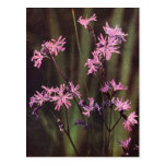 Wildflowers: Petirrojo desigual Postal