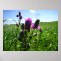 Wildflowers Poster