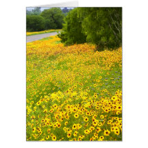 Wildflowers soleados - carril del país - Tejas Tarjetas