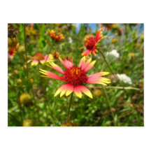 Wildflowers Tarjetas Postales