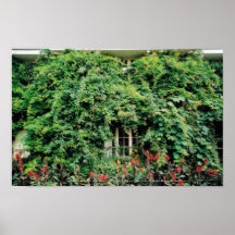 Windows y puertas poster