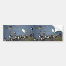 WO, patos rojizos y Egrets nevados Pegatina De Parachoque
