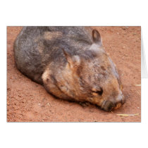Wombat Melenudo-Sospechado meridional tarjetas