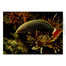 Wrasse Rojo-atado Felicitacion