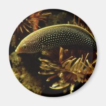 Wrasse Rojo-atado Iman De Frigorífico