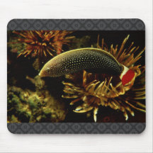 Wrasse Rojo-atado Tapetes De Ratones