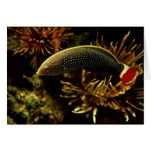 Wrasse Rojo-atado Tarjeton