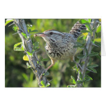 Wren de cactus en Ocotillo Tarjetón