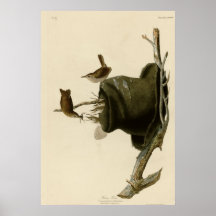 Wren de casa posters