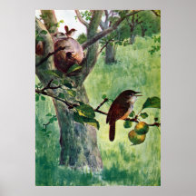 Wrens de casa que jerarquizan en un manzano posters