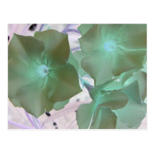 x-ray of a flower postkarten