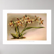 Xanthoglossum del hallii de Odontoglossum Posters