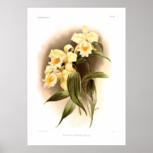 Xantholeuca del Sobralia Poster