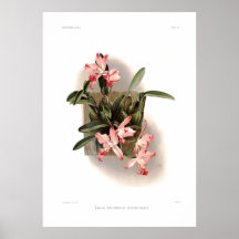 Xanthotropis de los autumnalis del Laelia Posters