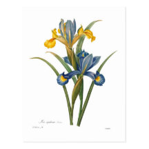 Xipheum del iris postal