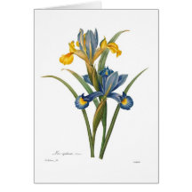 Xipheum del iris tarjetón