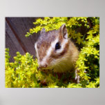Yellow flower and Chipmunk (1) プリント