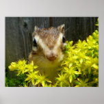 Yellow flower and Chipmunk (1) ポスター