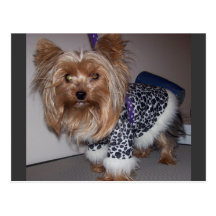 Yorkie en un abrigo de pieles del estampado leopar postal