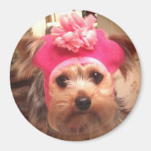 Yorkie en un gorra iman de frigorífico