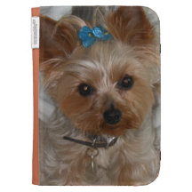 Yorkie enciende la caja
