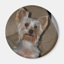 Yorkie Iman
