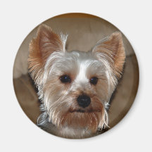 Yorkie Imán Para Frigorifico