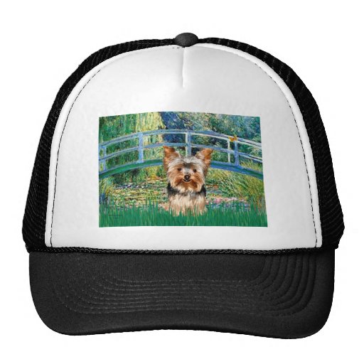 Yorkshire Terrier 17 - puente Gorra