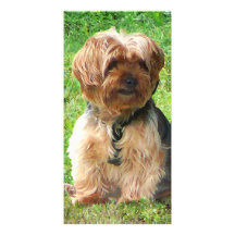 Yorkshire Terrier en parque Tarjetas Fotograficas