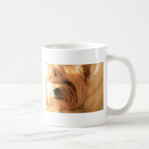 Yorkshire Terrier Tazas