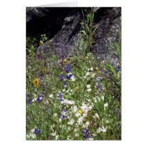 Yosemite en primavera:  Wildflowers de la montaña Felicitacion