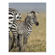 Zebra Baby Postkarte