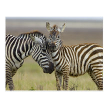 Zebra Baby Postkarte