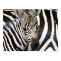 Zebra Baby Postkarte