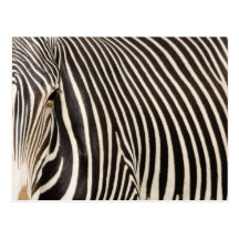 Zebra Strips Postkarte