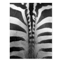 Zebra Strips Postkarten