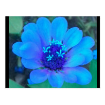 Zinnia del bebé en postal azul