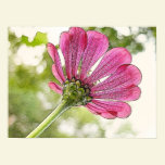 Zinnia rosado que alcanza para el cielo posters