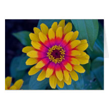 Zinnia Tarjetas