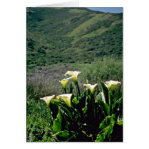 Zona de recreo nacional del Golden Gate - calas P Tarjeta