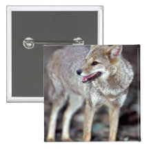 Zorro canoso (vetulus del Dusicyon) Pins