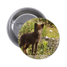 Zorro del sur de Sanak, Fox ártico Pin