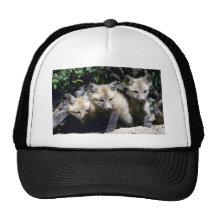 Zorro-trío rojo de los equipos que emergen de guar gorra