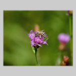 Zumbido 10 x de la primavera impresión fotográfica fotografía