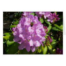Zumbido sobre un rododendro de la lavanda felicitación
