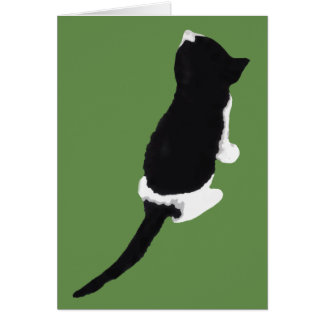 Μυξα/Myxa (un gatito de Zakynthos)