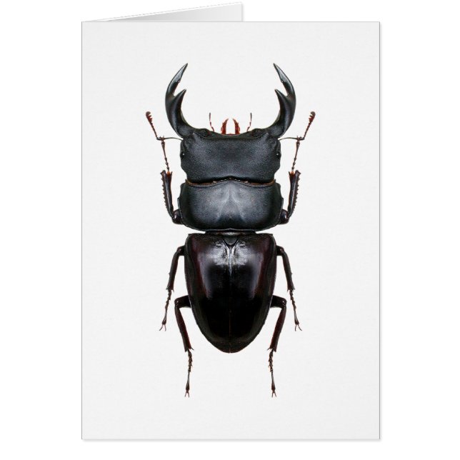 オオクワ・Dorcus (Frente)