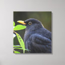 Buscar zorro arte Fotografía de vida silvestre