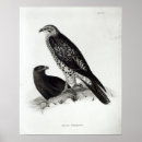 Buscar aves rapaces posters Pájaro