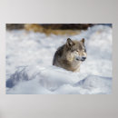 Buscar lobo solitario posters Invierno